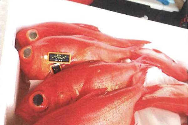 魚市場見学イメージ